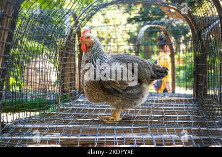 Gros plan sur le poulet en plumes blanches à la ferme Banque D'Images