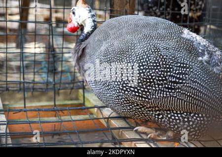 Gros plan d'une poule de guinée dans une ferme Banque D'Images