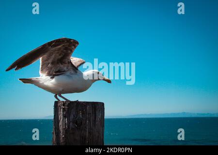 un mouette sur poutre en bois, rabats ses ailes pour le décollage Banque D'Images