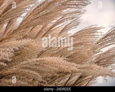 Gros plan de l'herbe sèche géante Miscanthus pointes ondulant dans le vent Banque D'Images