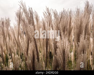 Gros plan de l'herbe sèche géante Miscanthus pointes ondulant dans le vent Banque D'Images