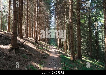 Sentier à travers une forêt de pins alpins suisses. Banque D'Images