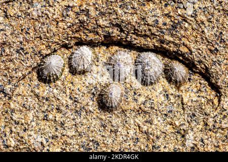 Animaux de compagnie sur un rocher sur la côte de Cornouailles Banque D'Images