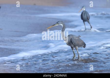 héron de récif occidental sur la plage, madhavpur, inde. Egretta gularis. Un oiseau sur la plage. Fond d'oiseau, papier peint. Oiseau aigrette. Fond naturel. Banque D'Images