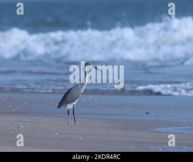 héron de récif occidental sur la plage, madhavpur, inde. Egretta gularis. Un oiseau sur la plage. Fond d'oiseau, papier peint. Oiseau aigrette. Fond naturel. Banque D'Images