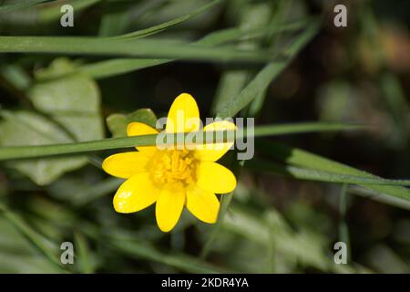 fleur jaune de la coupe de beurre fleurit dans le jardin Banque D'Images