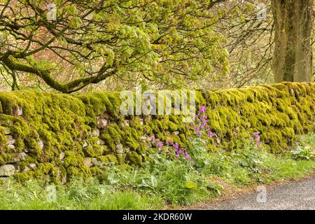 Un exemple d'une bordure d'herbe dans la campagne près de Hebden dans les Yorkshire Dales, avec des fleurs sauvages en fleurs et un mur de pierre sec recouvert de mousse. Banque D'Images