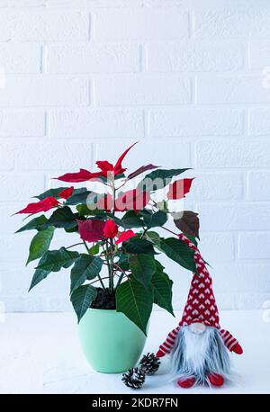 Noël fleur rouge dans un pot en céramique, gnome de Noël et des cônes sur un fond blanc mur en brique. Intérieur pour les vacances Banque D'Images