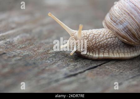 gros plan d'un escargot sur une surface en bois Banque D'Images