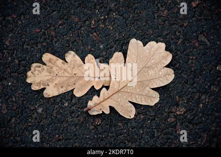 motif feuilles d'automne flétries dans des gouttes de pluie sur asphalte gris humide. Banque D'Images