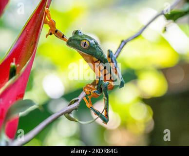 Grenouilles rares du Costa Rica Banque D'Images