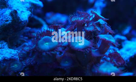 Corail bleu violet gros plan sous l'eau Banque D'Images