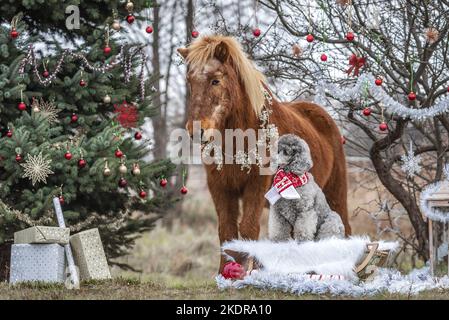 chien et cheval Banque D'Images