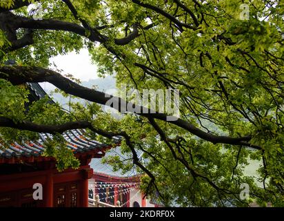 Ville de Qingyuan, province de guangdong, paysage du temple de la rivière beijiang Banque D'Images