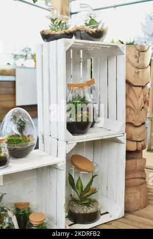 Plantes d'intérieur vertes en pots de verre Auto-écosystème. Banque D'Images