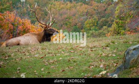 Wapitis de taureau reposant dans l'herbe avec le feuillage d'automne en arrière-plan. Banque D'Images