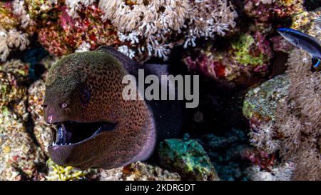 Gros plan de l'anguille moray dans le récif corallien Banque D'Images