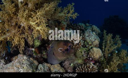 Gros plan de l'anguille moray avec crochet de poisson dans son embouchure dans le récif de corail Banque D'Images