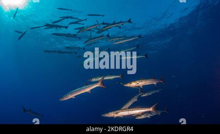 École de barracudas en eau libre sur la plongée safari en Egypte Banque D'Images