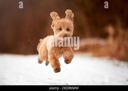 Caniche Miniature saut Banque D'Images