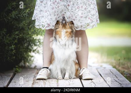 assis Sheltie Banque D'Images