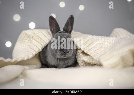 Rex bleu Banque D'Images