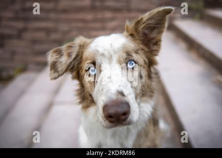 Portrait de Border Collie Banque D'Images