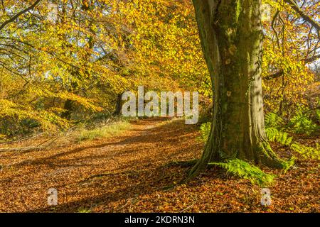 Un grand chêne arbre dans la forêt de Wentwood sur une lumineuse et ensoleillée journée d'automne dans la région de Monmouthshire Banque D'Images