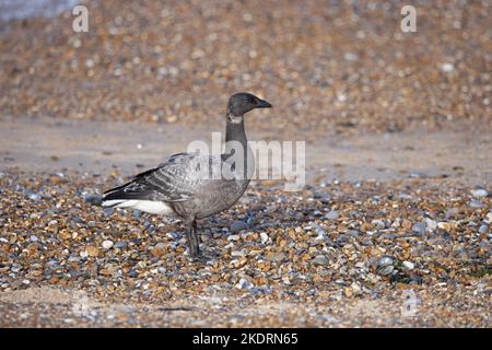 Bernache cravant à ventre foncé (Branta bernicla bernicla) jeune nouvellement arivé Norfolk GB octobre 2022 Banque D'Images