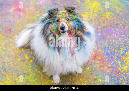 Sheltie Banque D'Images