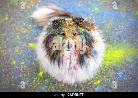 Sheltie Banque D'Images