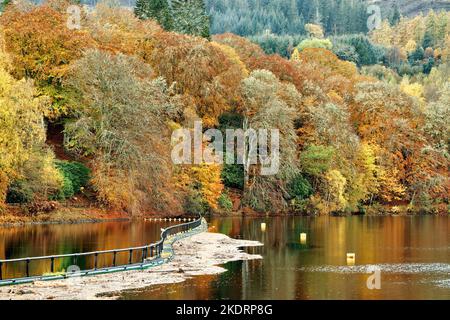 Pitlochry Perthshire Ecosse Loch Faskally laisse pris sur un boom ou barrière des couleurs d'automne dans les arbres Banque D'Images