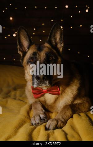 Le charmant Berger allemand porte un noeud rouge et repose sur le lit. Une guirlande lumineuse jaune de fête brille sur le mur. Fêtez Noël chez vous. Concept de Banque D'Images