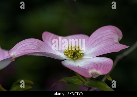 Gros plan sur la fleur rose de cornouiller sur fond vert copie-espace, vu de côté, mettant en évidence le centre jaune et vert - Cornus sp Banque D'Images