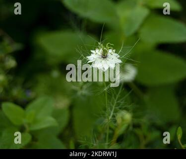 Nigella damascene, fleur blanche vue de côté, centrée, entourée d'un photocopieur vert Banque D'Images