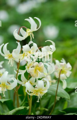 Erythronium californicum, fauve, bulbeux fleurs vivaces blanc crème avec des marques rougeâtres dans la gorge Banque D'Images