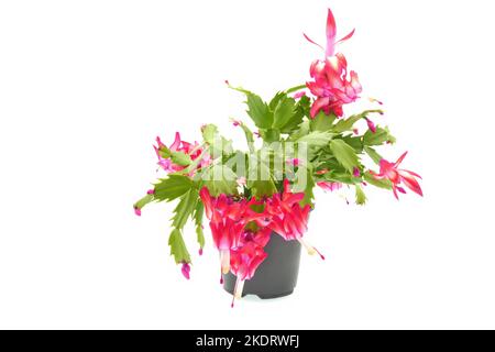 Photographie d'un Cactus de Thanksgiving, Schlumbergera truncata, avec des fleurs de fuchchia colorées sur fond blanc. Banque D'Images