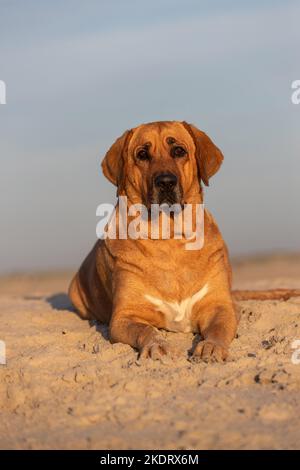 Broholmer sur la plage Banque D'Images