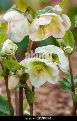 Helleborus (Rodney Davey Marbled Group) Molly's White, Hellebore Molly's White, Helleborus Epbrd01, fleurs simples vert lime en hiver, début de printemps. Banque D'Images