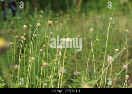 Bidens pilosa (également appelé keul kebo, keul sapi, jaringan, caringan, lanci thuwa, lancing thuwa) avec un fond naturel Banque D'Images