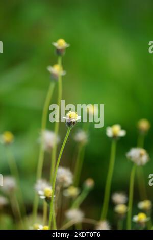 Bidens pilosa (également appelé keul kebo, keul sapi, jaringan, caringan, lanci thuwa, lancing thuwa) avec un fond naturel Banque D'Images