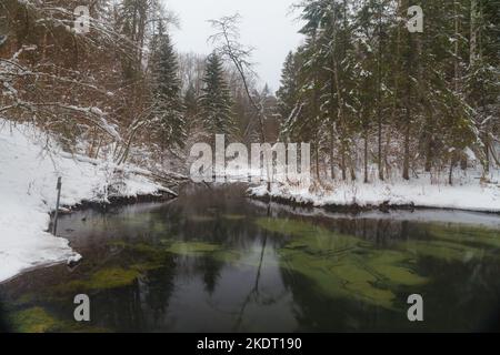 Sources bleues de Saula (sinialikad en estonien) en hiver enneigé Banque D'Images