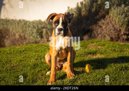 Magnifique Boxer Dog assis dans une herbe d'automne colorée. Banque D'Images