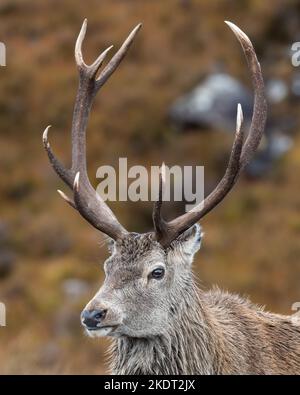 Portrait de cerf rouge en gros plan, Torridon, Scottish Highlands Banque D'Images
