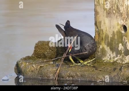 Gallinule commune Banque D'Images