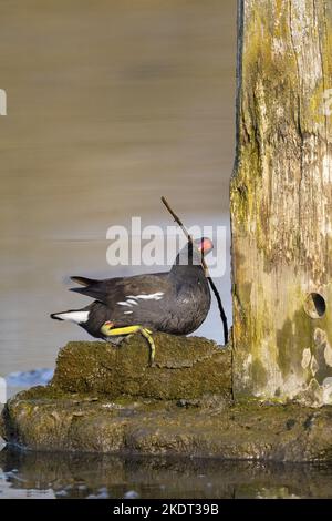 Gallinule commune Banque D'Images