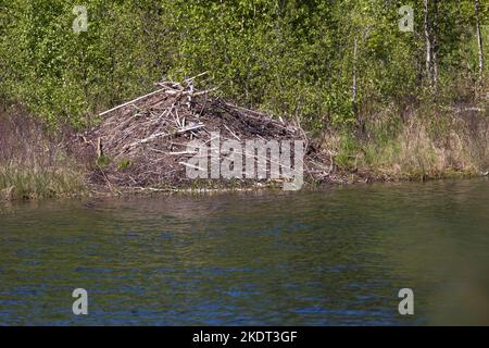 Biber-Burg, Biberburg an einem Tümpel, Teich in Schweden, Europäischer Biber, Burg eines Bibers, Altwelt-Biber, Fibre de ricin, pavillon de castor, castor, Banque D'Images