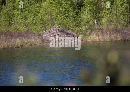 Biber-Burg, Biberburg an einem Tümpel, Teich in Schweden, Europäischer Biber, Burg eines Bibers, Altwelt-Biber, Fibre de ricin, pavillon de castor, castor, Banque D'Images