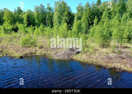 Biber-Burg, Biberburg an einem Tümpel, Teich in Schweden, Europäischer Biber, Burg eines Bibers, Altwelt-Biber, Fibre de ricin, pavillon de castor, castor, Banque D'Images