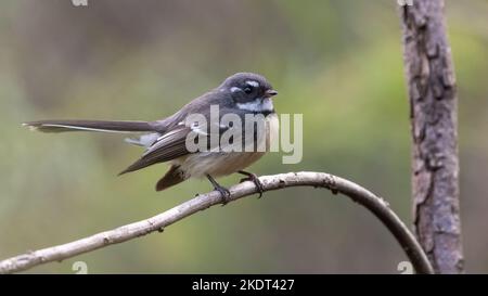 Queue grise (Rhipidura albiscapa), parc national de Lane Cove, Sydney Banque D'Images